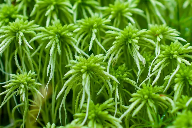 BalsaCircle 50 grams White Natural Moss Grass Vase Filler Set - Wedding Party Home Crafts DIY Centerpieces  Decorations