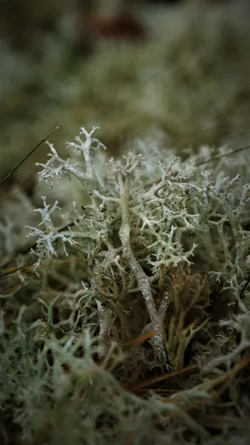 Preserved Reindeer Moss 2oz - Red