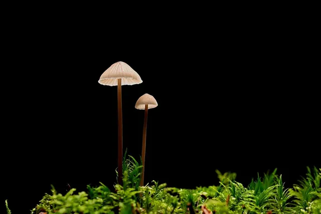 Supermoss Moss Pot Toppers 10", 3/pkg, Green