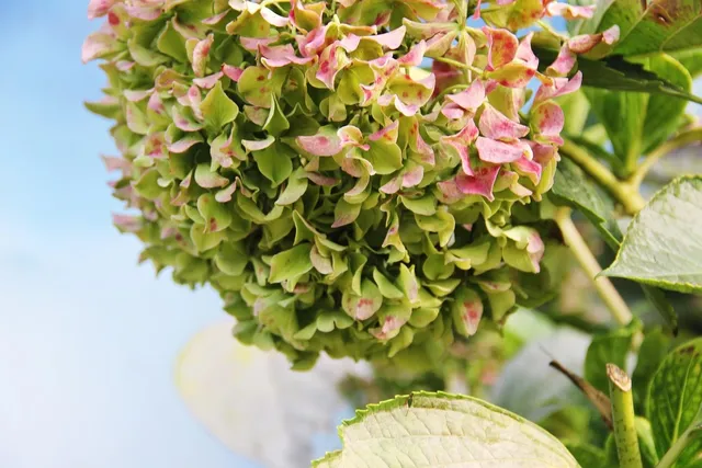 BalsaCircle 25 Gold Silk Hydrangea - 5 Bushes - Artificial Flowers Party Centerpieces Wedding Arrangements Bouquets
