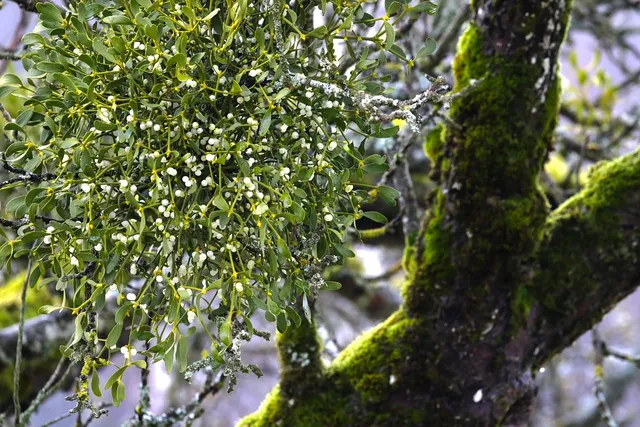 Preserved Moss, 108.5 cu in
