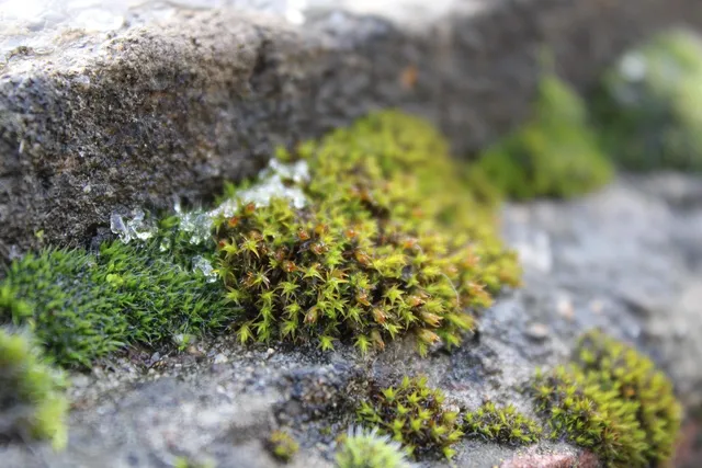 BalsaCircle 50 grams White Natural Moss Grass Vase Filler Set - Wedding Party Home Crafts DIY Centerpieces  Decorations