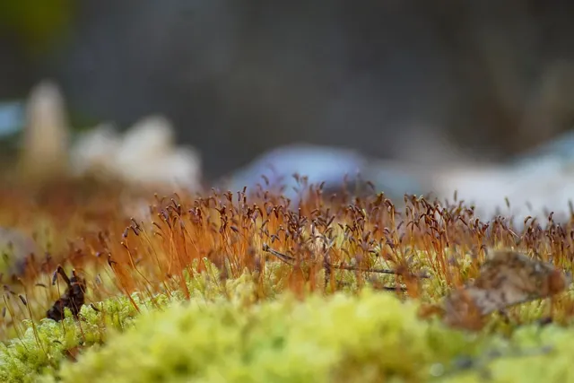 Preserved Moss, 108.5 cu in