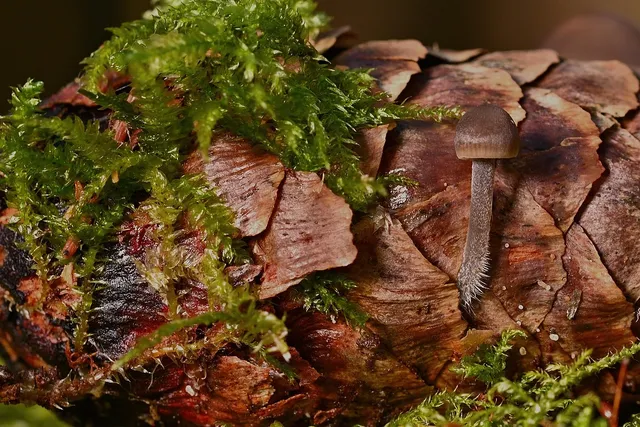 Preserved Moss, 108.5 cu in