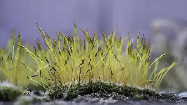 BalsaCircle 50 grams White Natural Moss Grass Vase Filler Set - Wedding Party Home Crafts DIY Centerpieces  Decorations