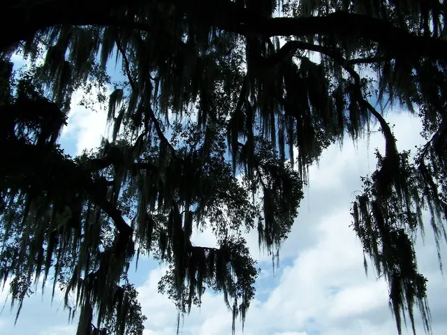 Dried Spanish Moss colors -- 3lb Bulk Natural