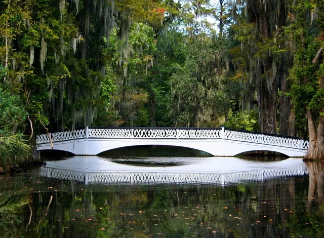 Preserved Spanish Moss 108.5 Cubic Inches-Natural