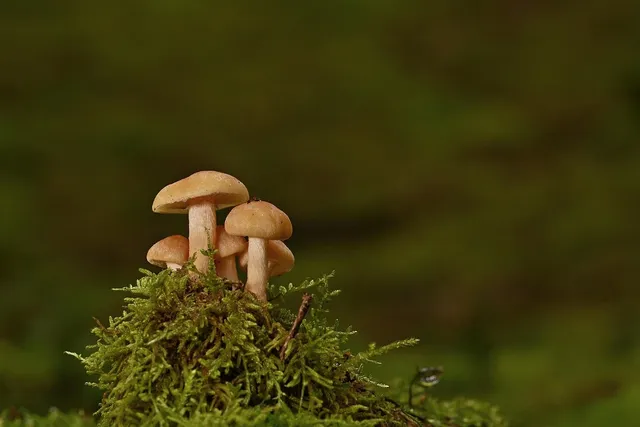 Preserved Moss, 108.5 cu in