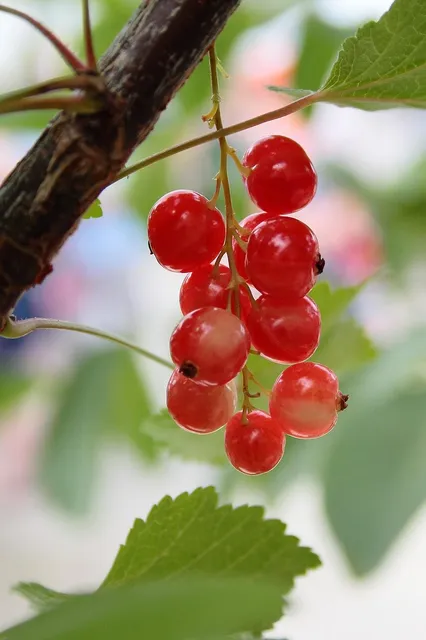 10" Champagne Berry Glitt Lf Pick 12/Bag