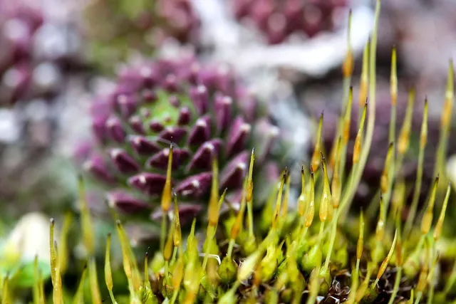 Preserved Moss, 108.5 cu in